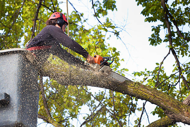 Professional Tree Services in Easton, CA